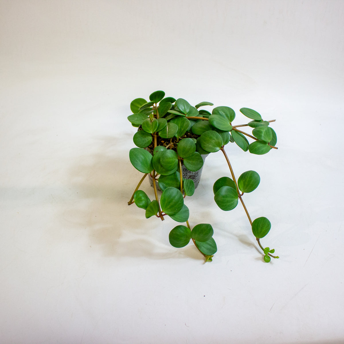 Peperomia pecuniifolia 12cm H20cm
