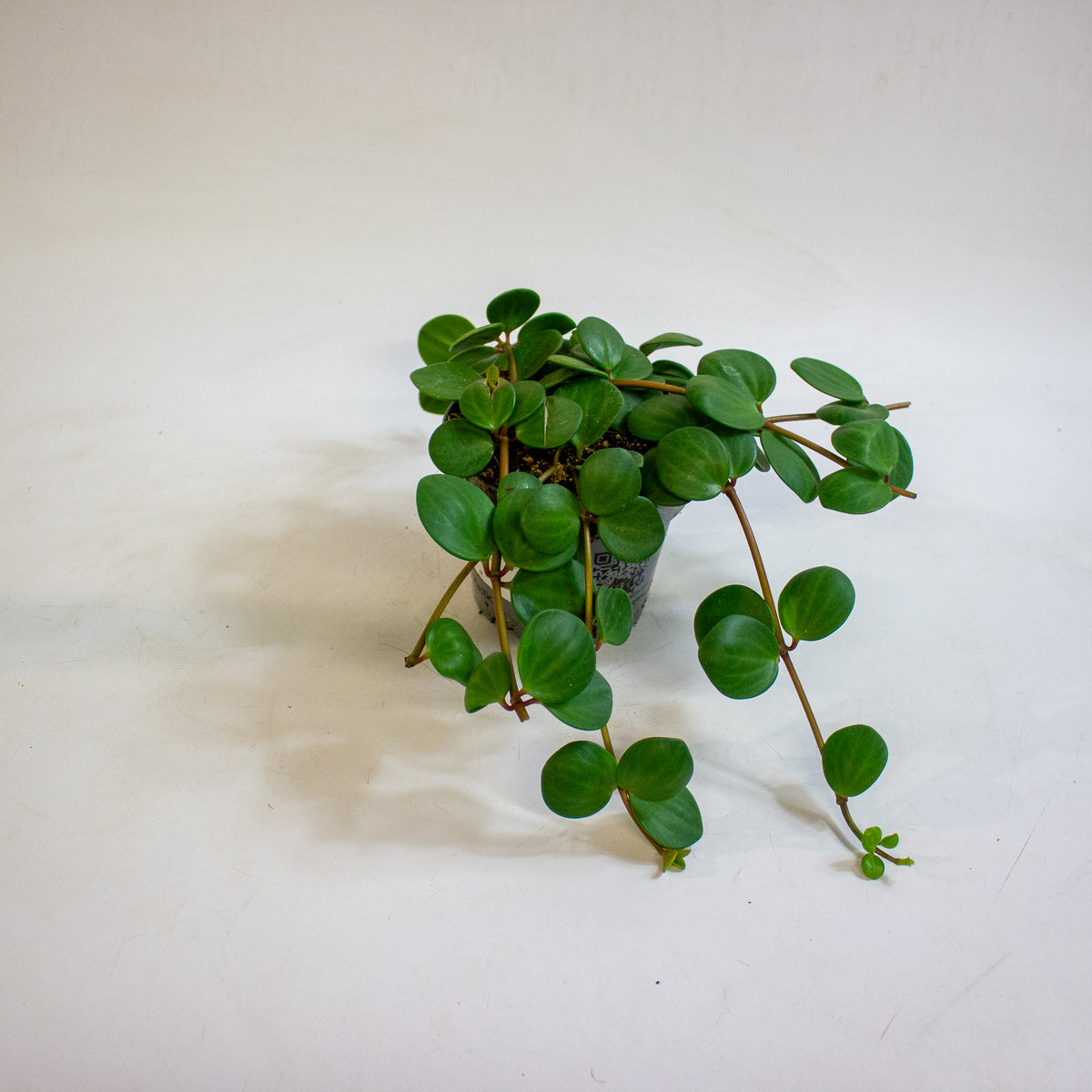 Peperomia pecuniifolia 12cm H20cm