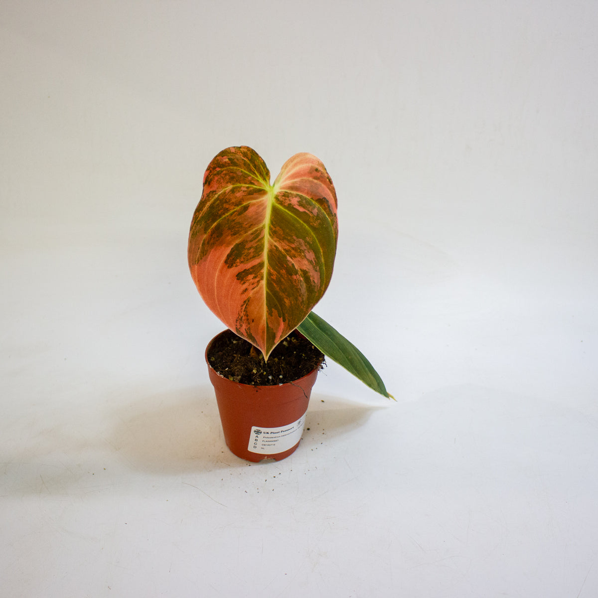 Philodendron melanochrysum Variegata 9cm H15cm