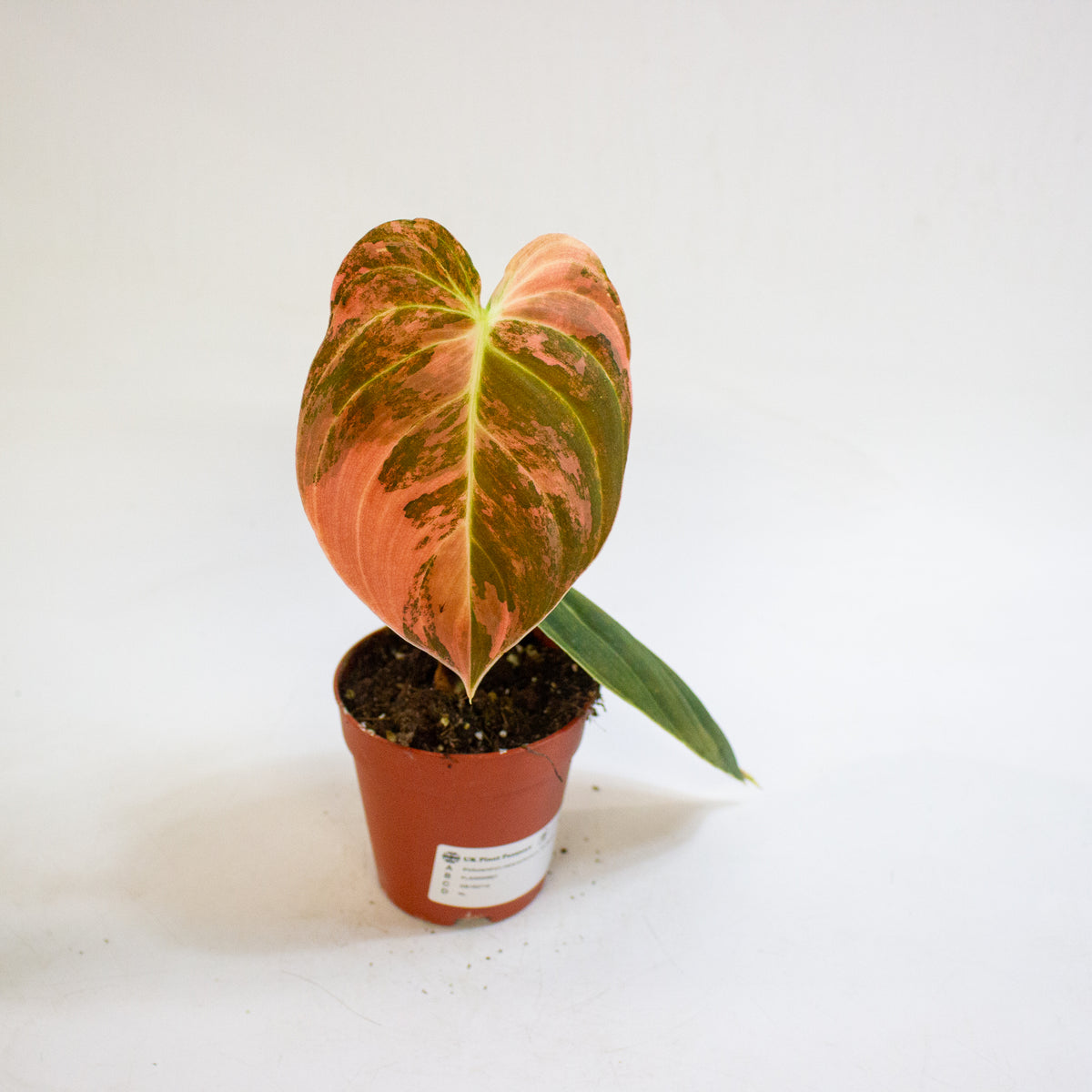 Philodendron melanochrysum Variegata 9cm H15cm