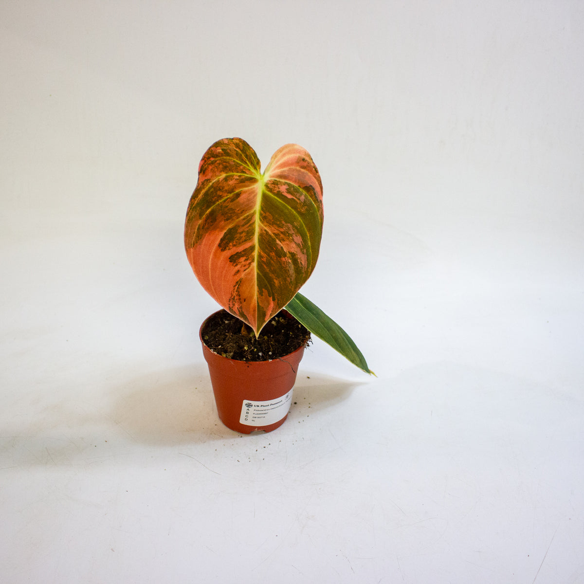 Philodendron melanochrysum Variegata 9cm H15cm