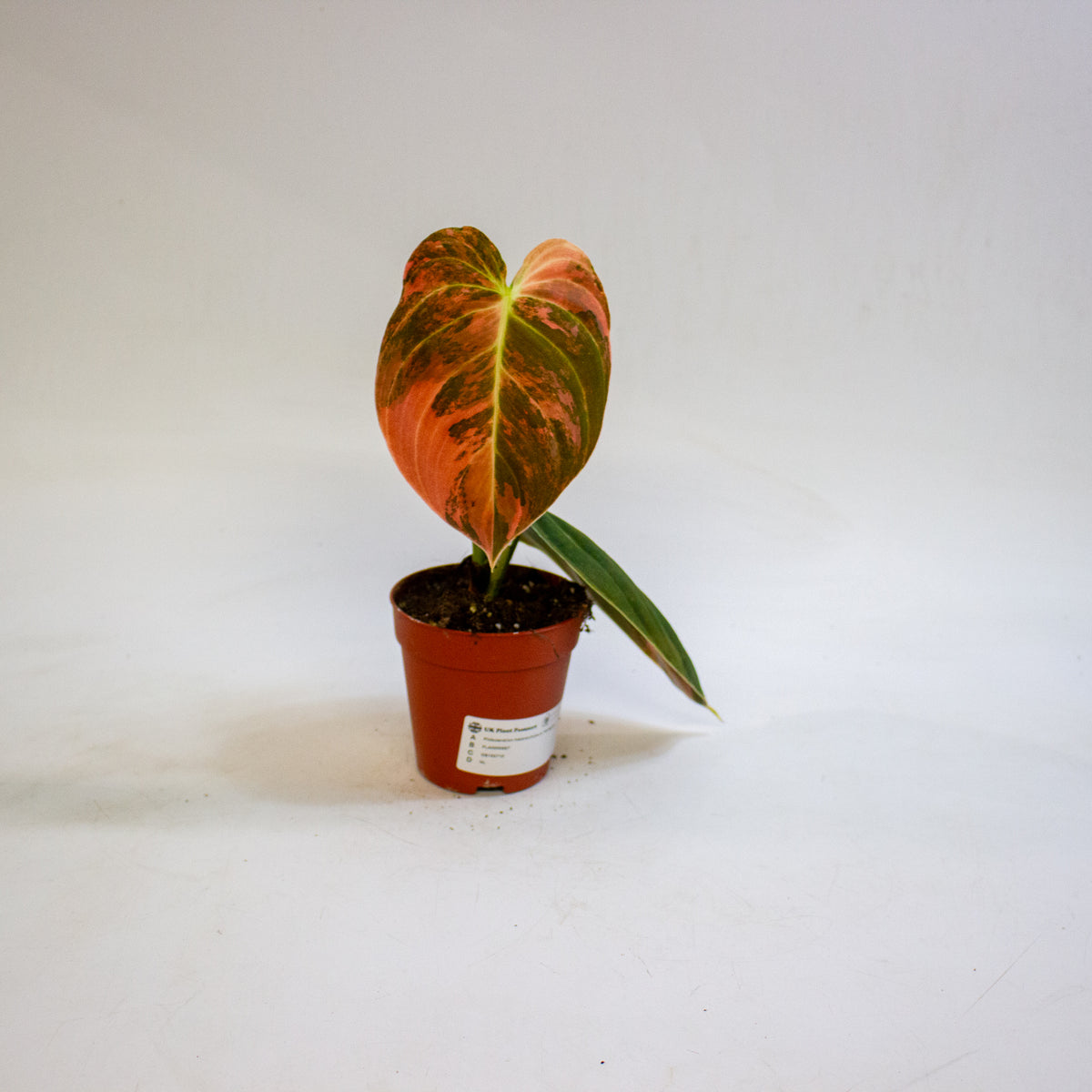 Philodendron melanochrysum Variegata 9cm H15cm