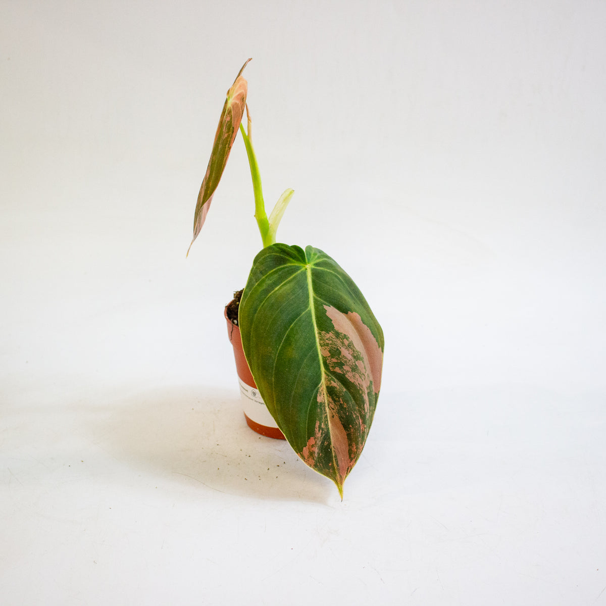 Philodendron melanochrysum Variegata 9cm H15cm
