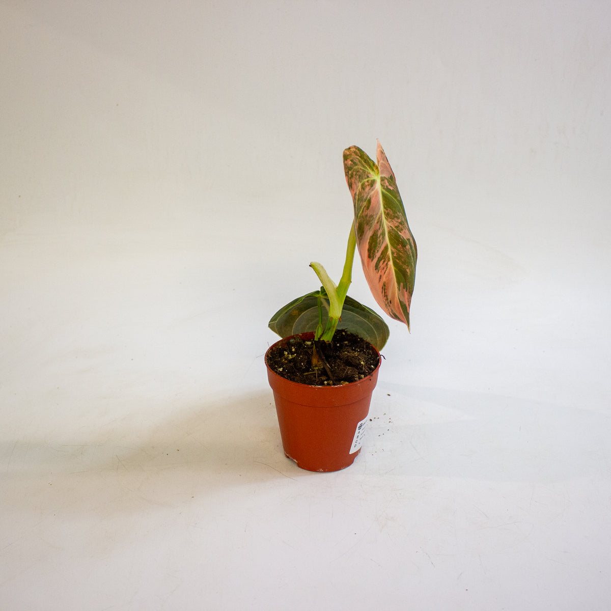 Philodendron melanochrysum Variegata 9cm H15cm