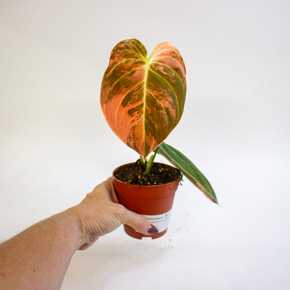 Philodendron melanochrysum Variegata 9cm H15cm