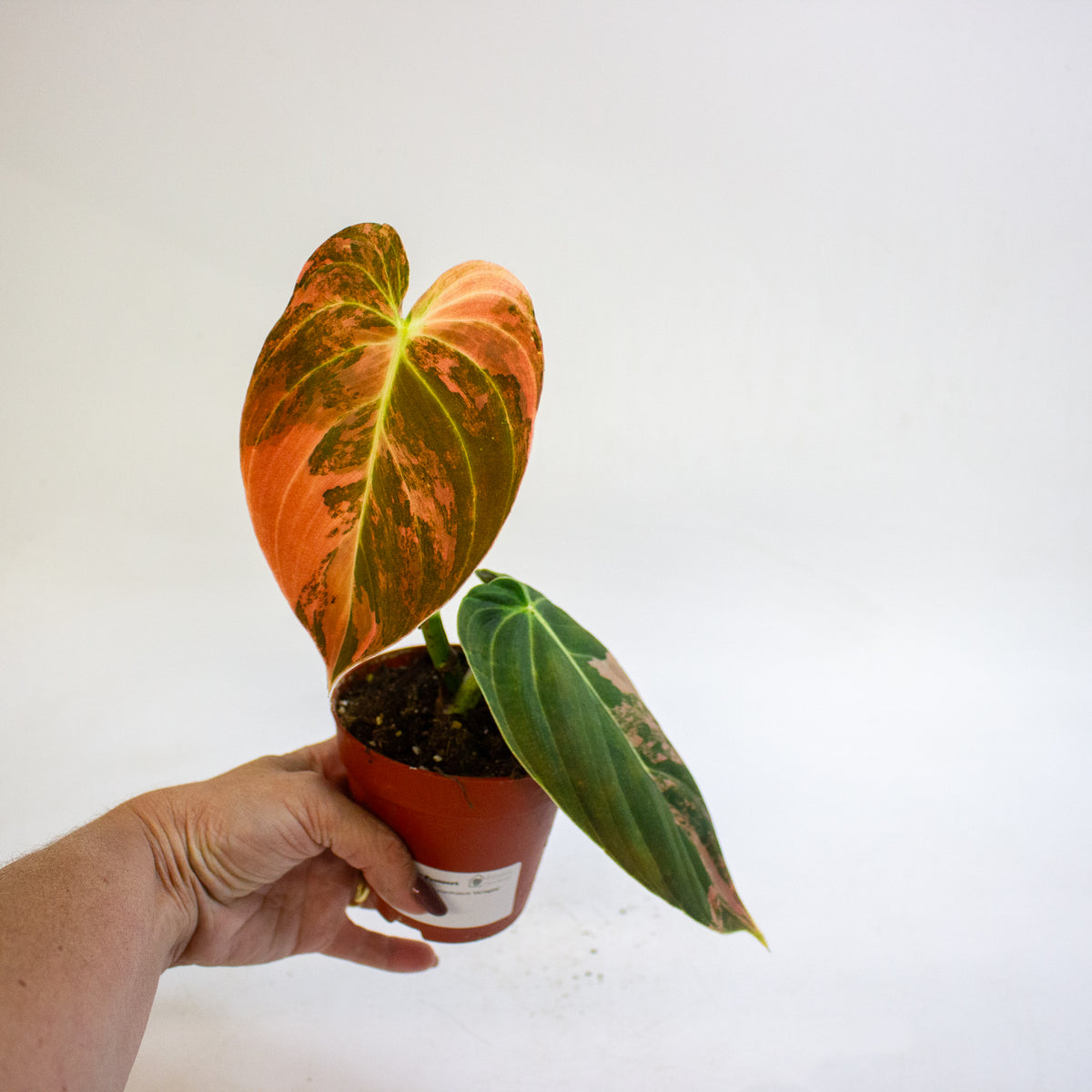 Philodendron melanochrysum Variegata 9cm H15cm