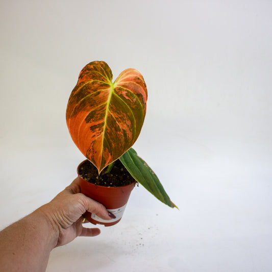 Philodendron melanochrysum Variegata 9cm H15cm