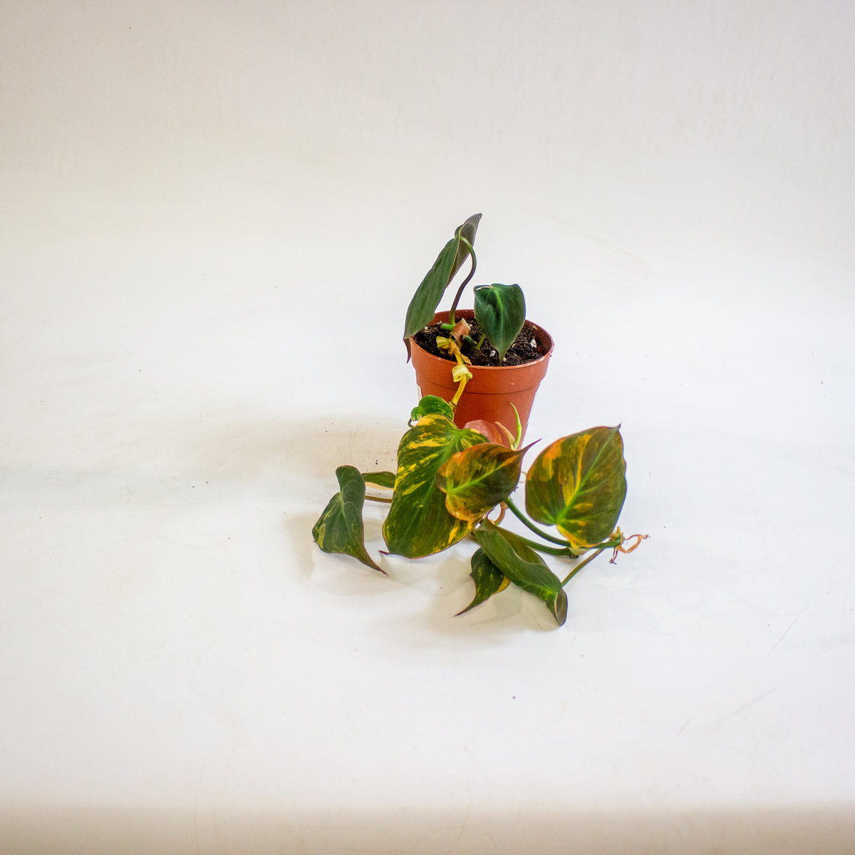 Philodendron micans Variegata 9cm H15cm