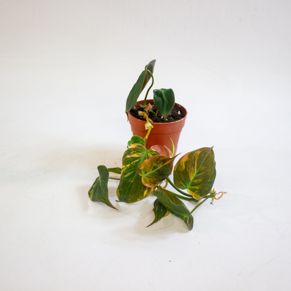 Philodendron micans Variegata 9cm H15cm