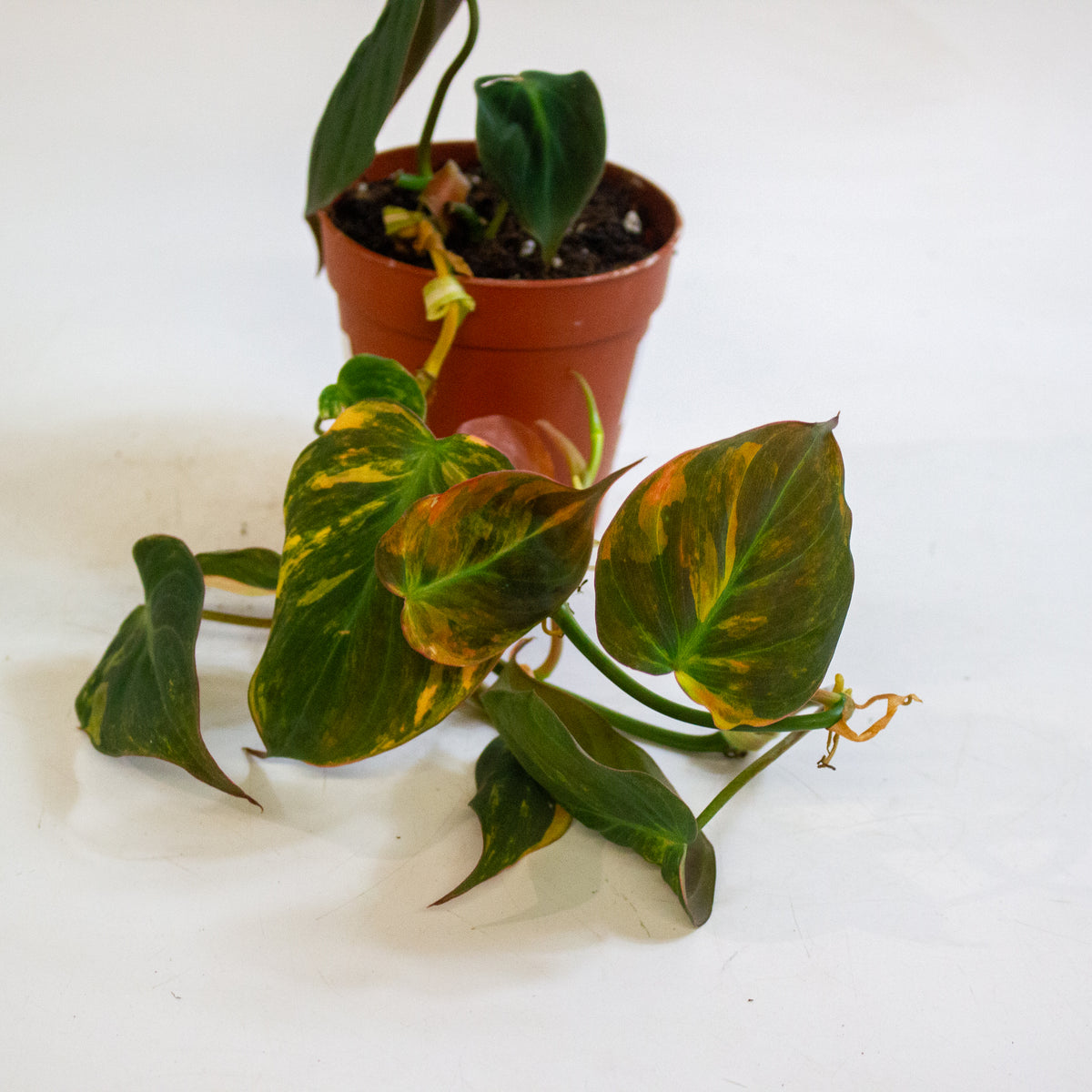 Philodendron micans Variegata 9cm H15cm