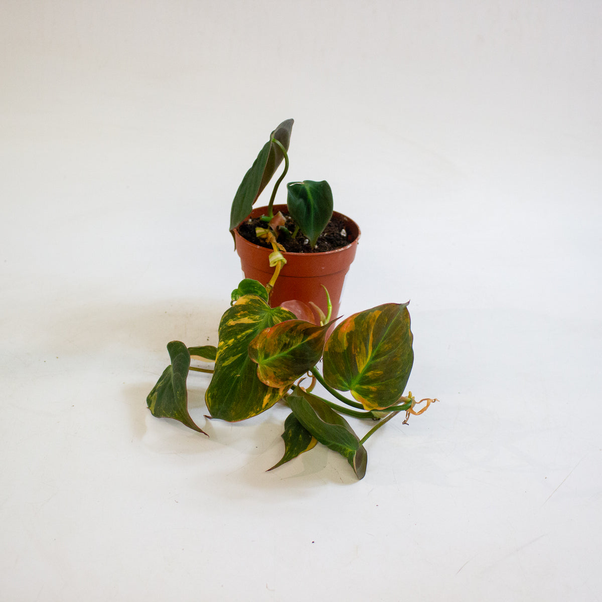 Philodendron micans Variegata 9cm H15cm