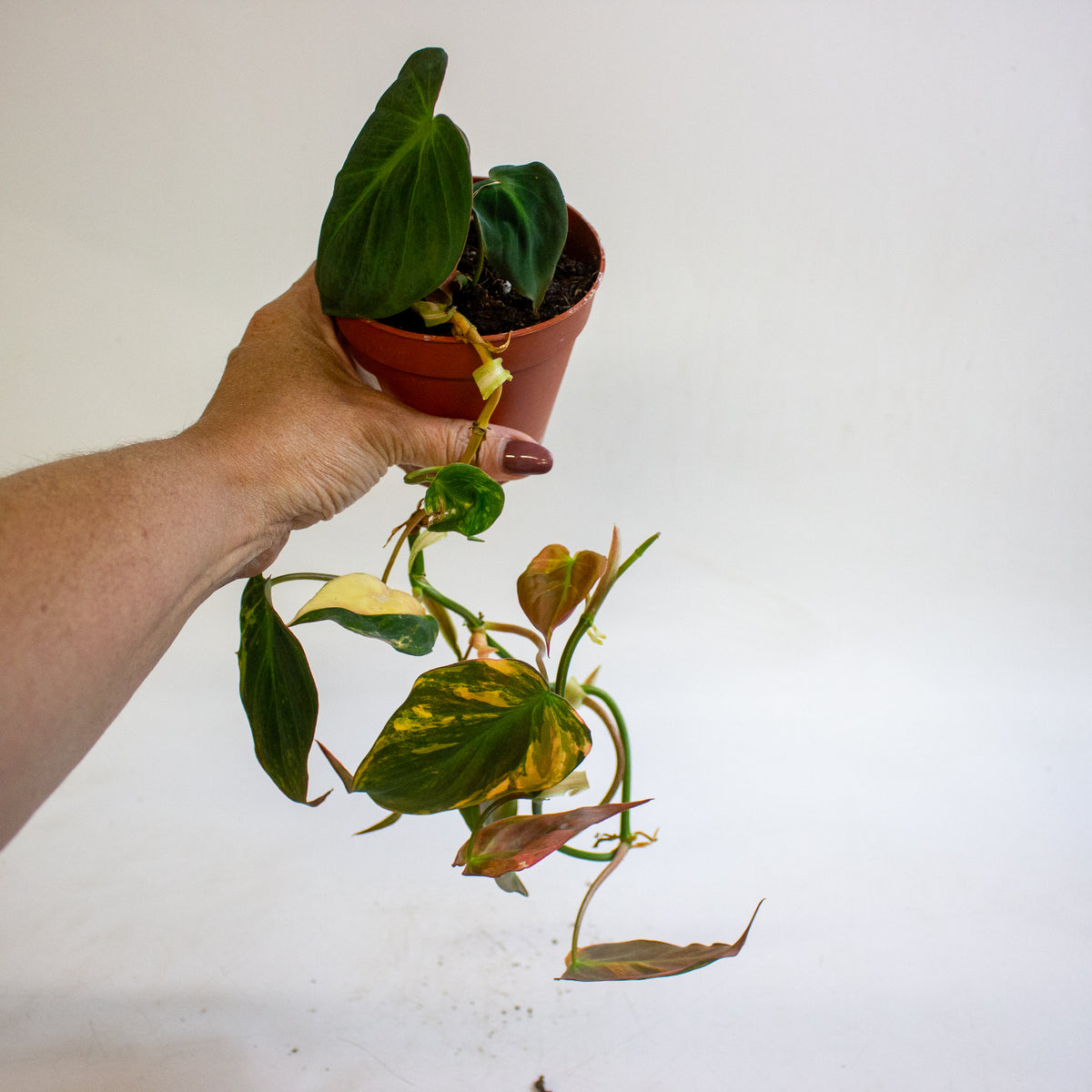 Philodendron micans Variegata 9cm H15cm