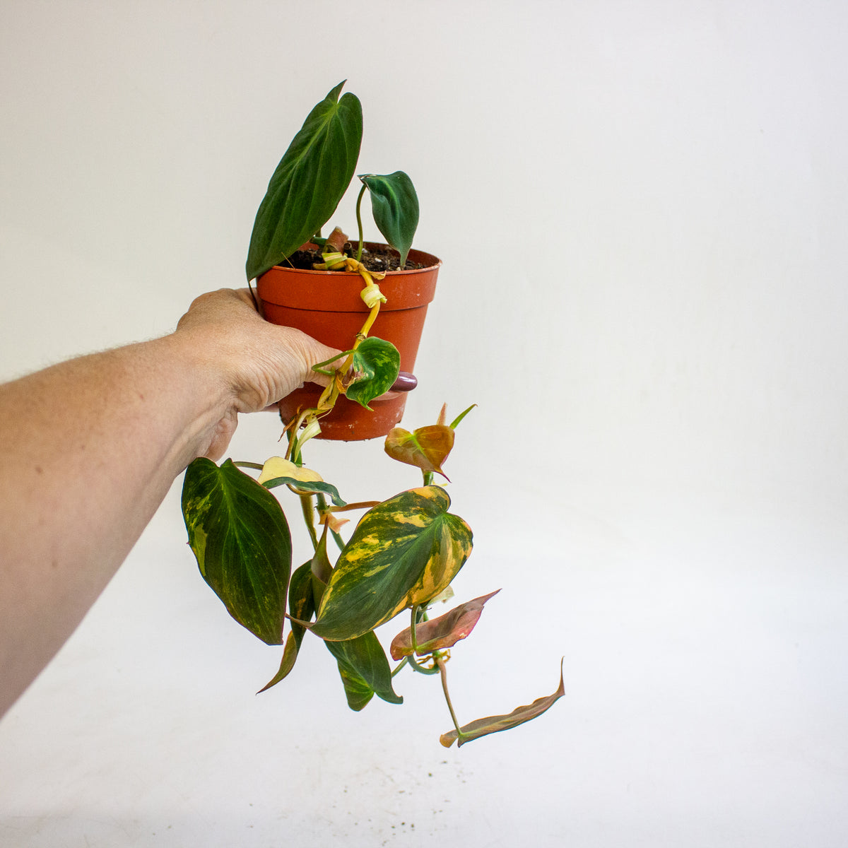 Philodendron micans Variegata 9cm H15cm
