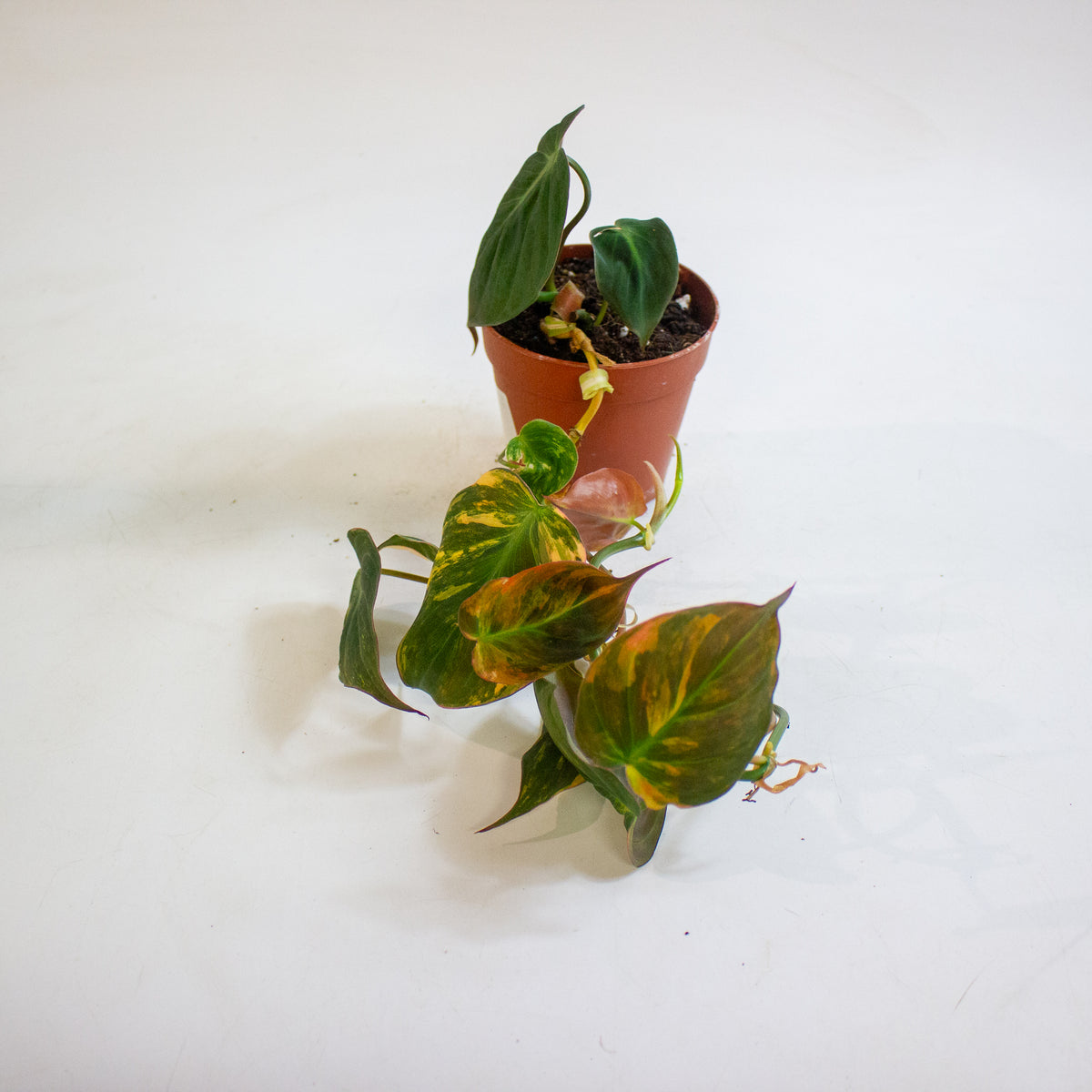 Philodendron micans Variegata 9cm H15cm