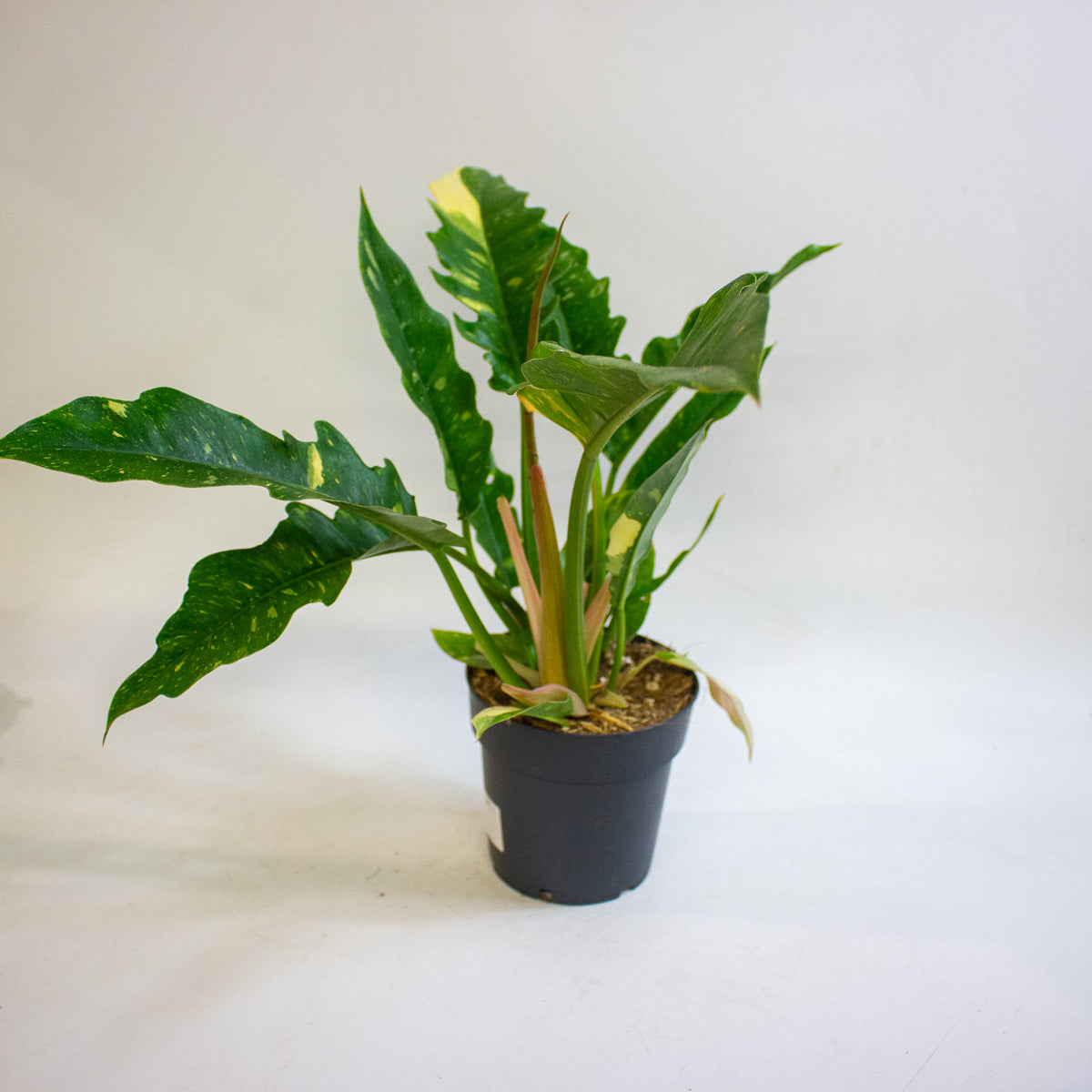 Philodendron Ring of Fire 14cm H35 - 45cm