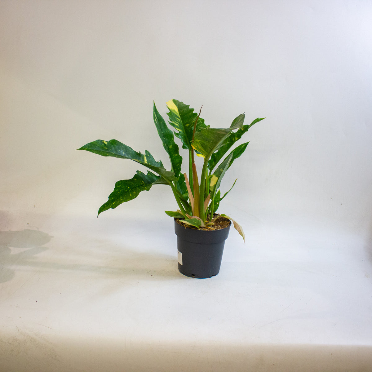Philodendron Ring of Fire 14cm H35 - 45cm