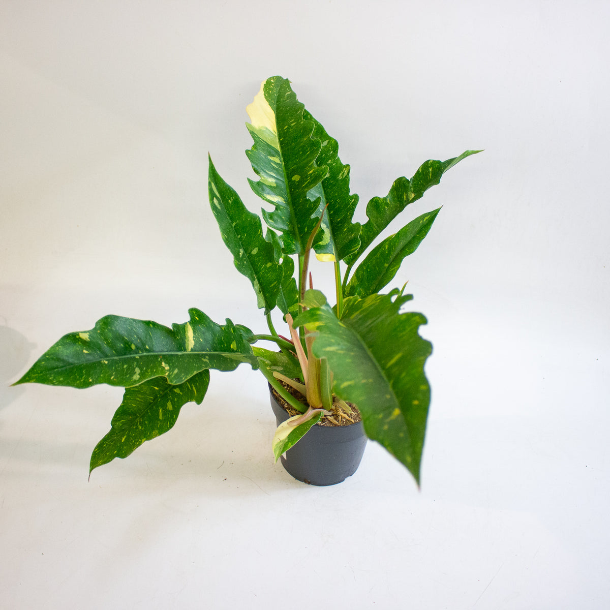 Philodendron Ring of Fire 14cm H35 - 45cm