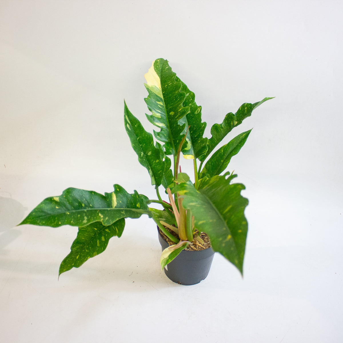 Philodendron Ring of Fire 14cm H35 - 45cm