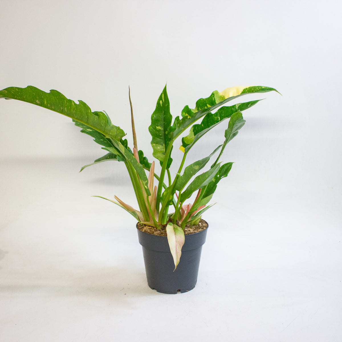 Philodendron Ring of Fire 14cm H35 - 45cm