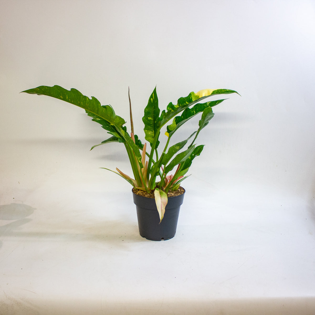 Philodendron Ring of Fire 14cm H35 - 45cm
