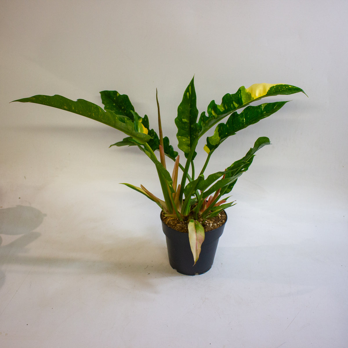 Philodendron Ring of Fire 14cm H35 - 45cm