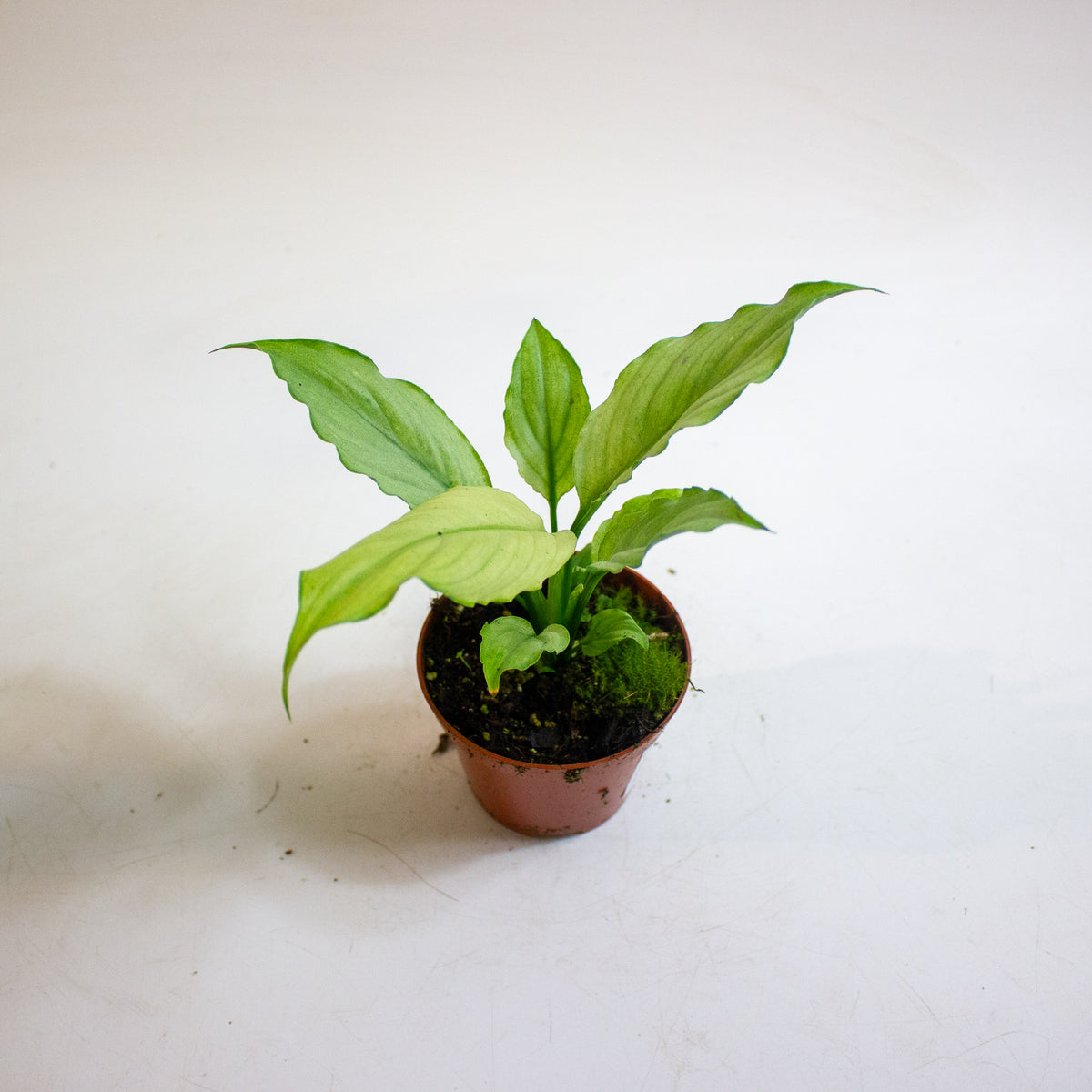 Spathiphyllum Blue Ice 8cm H12cm