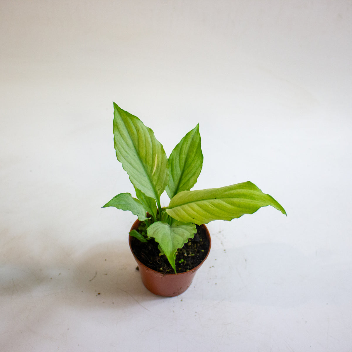 Spathiphyllum Blue Ice 8cm H12cm