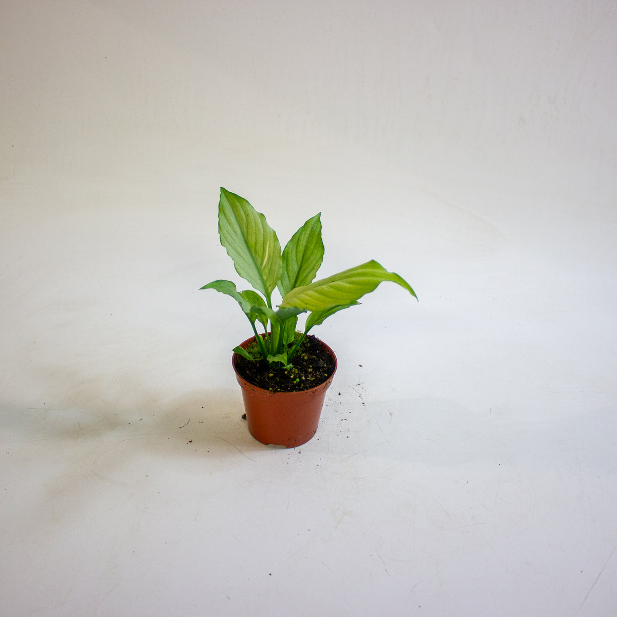 Spathiphyllum Blue Ice 8cm H12cm