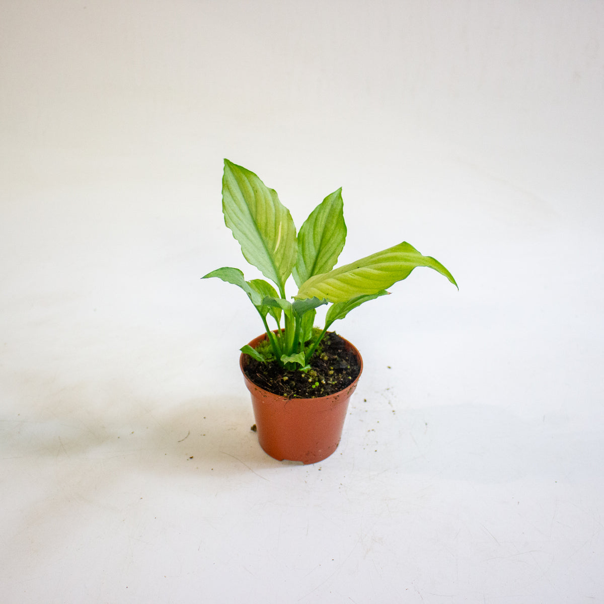 Spathiphyllum Blue Ice 8cm H12cm