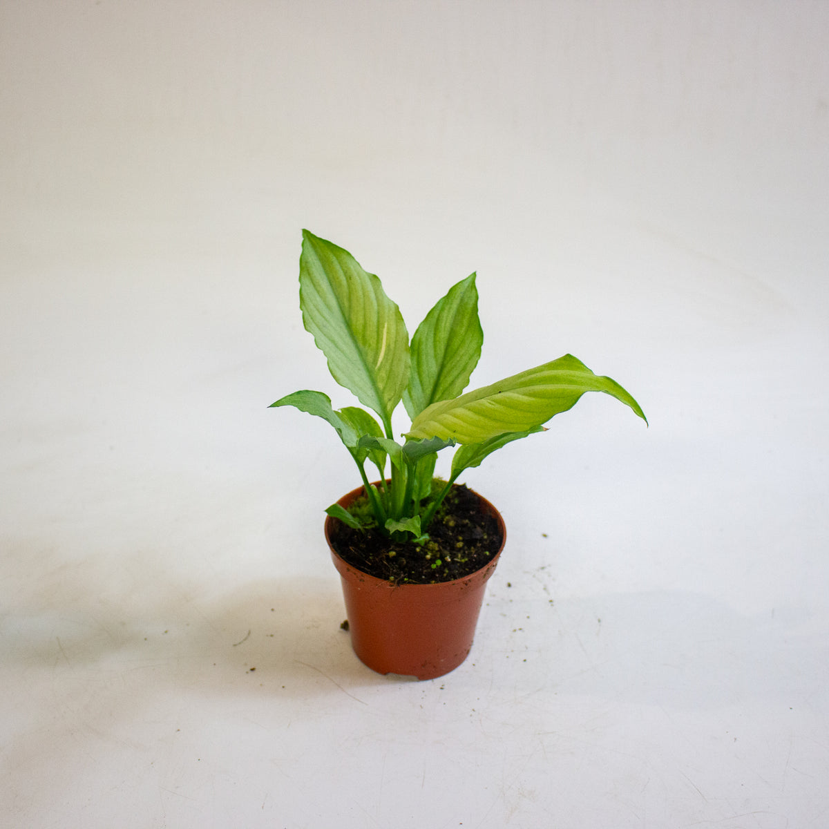 Spathiphyllum Blue Ice 8cm H12cm