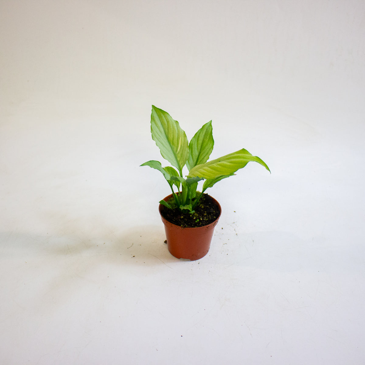 Spathiphyllum Blue Ice 8cm H12cm