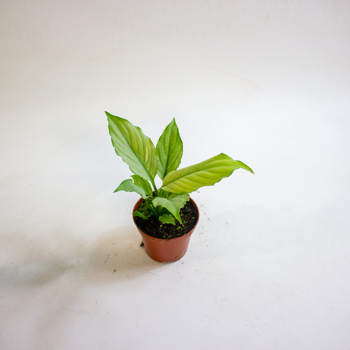 Spathiphyllum Blue Ice 8cm H12cm