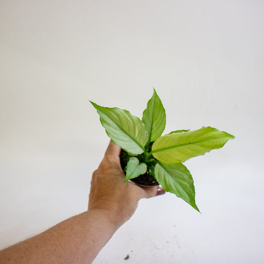 Spathiphyllum Blue Ice 8cm H12cm