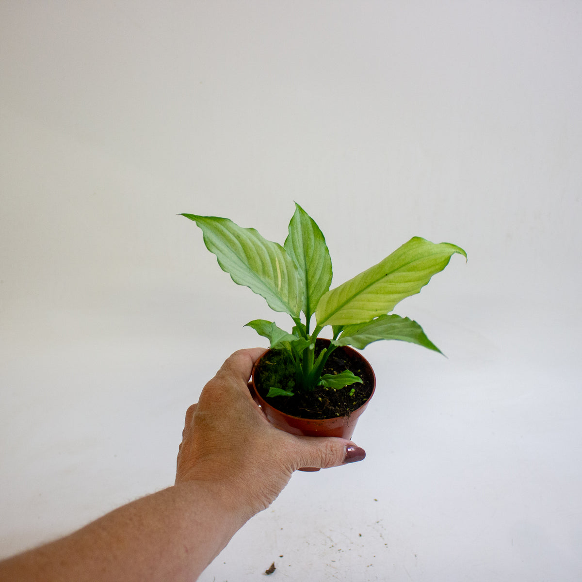 Spathiphyllum Blue Ice 8cm H12cm