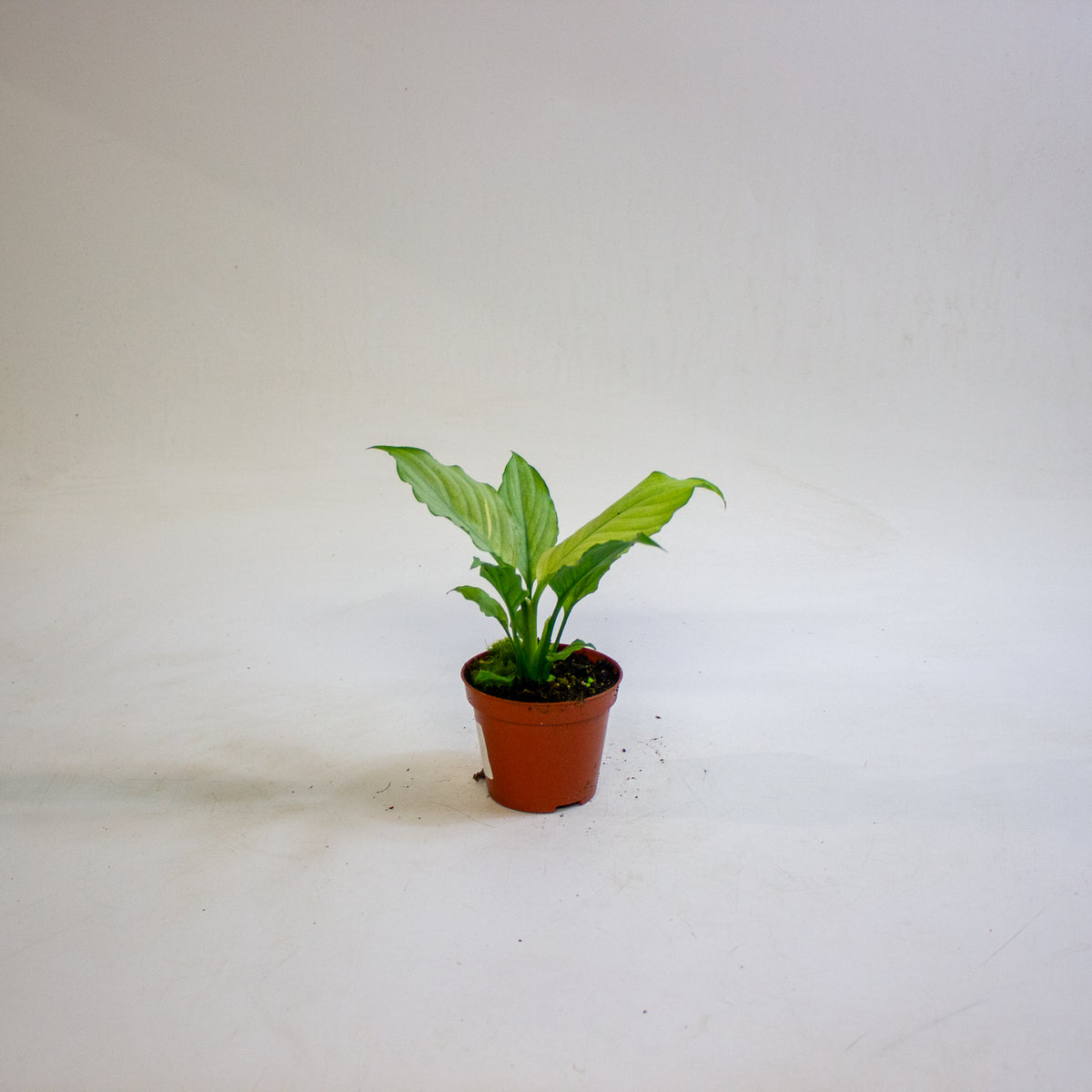 Spathiphyllum Blue Ice 8cm H12cm