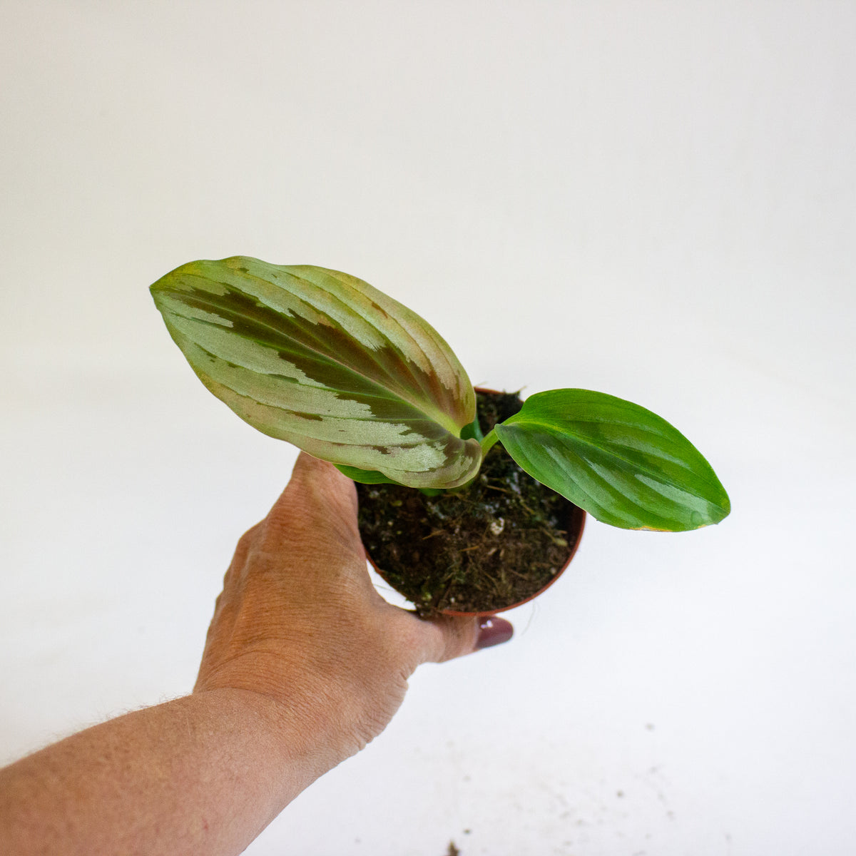 Cornukaempferia aurantiiflora Jungle Silver 8cm H15cm