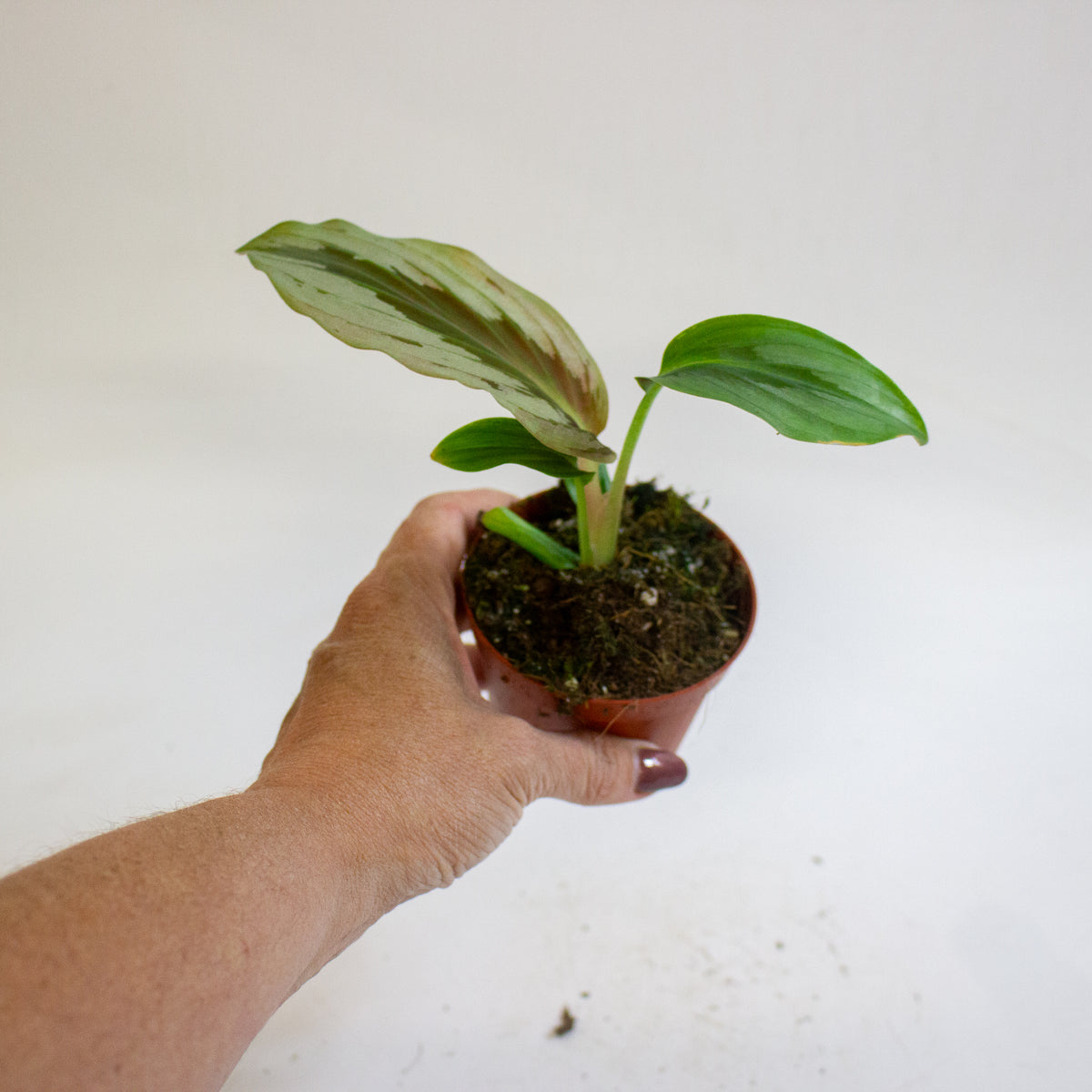Cornukaempferia aurantiiflora Jungle Silver 8cm H15cm