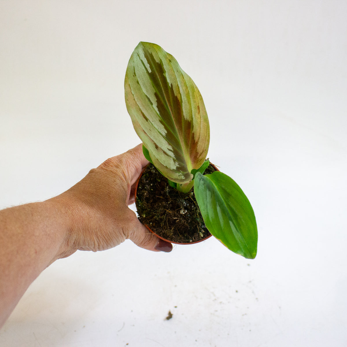 Cornukaempferia aurantiiflora Jungle Silver 8cm H15cm