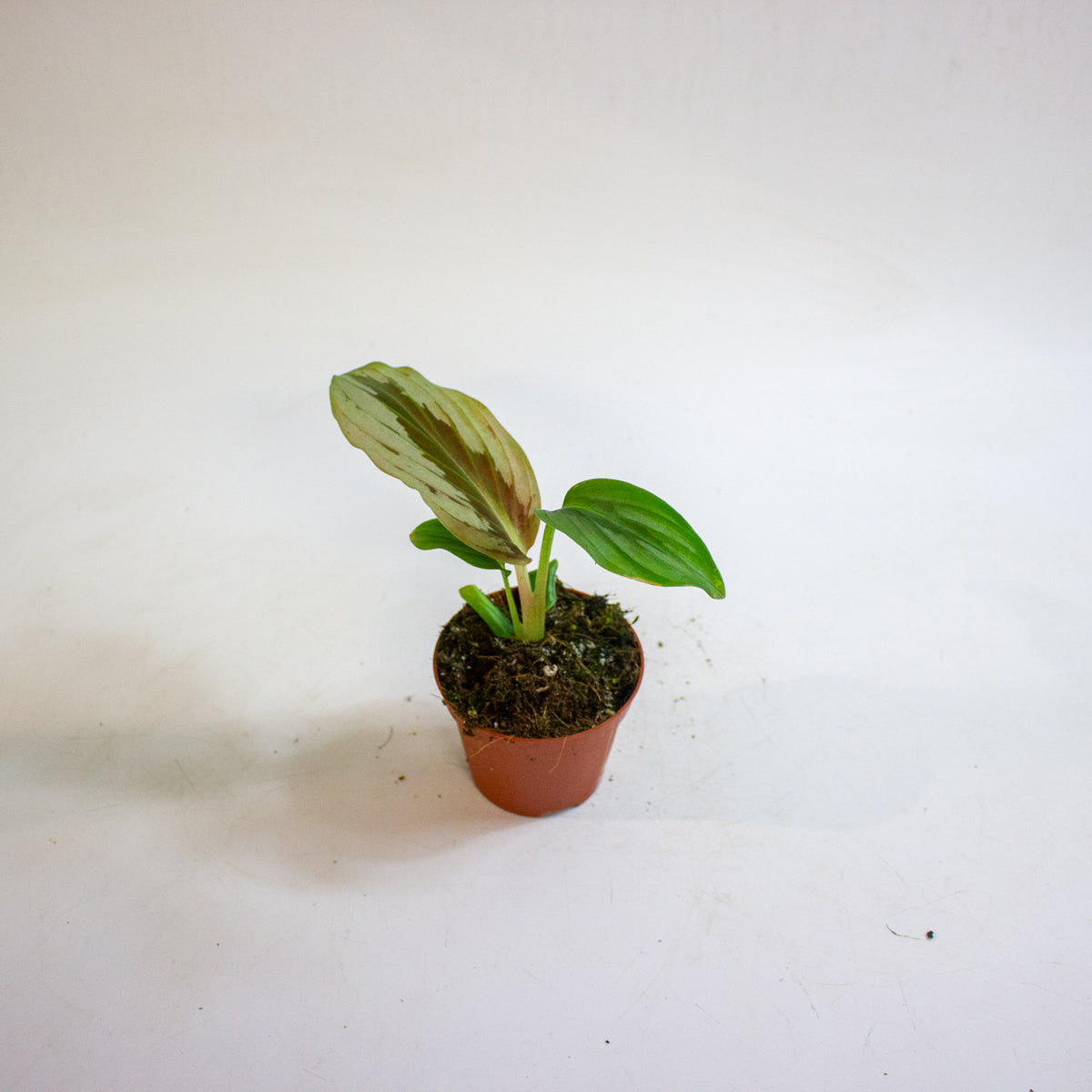 Cornukaempferia aurantiiflora Jungle Silver 8cm H15cm