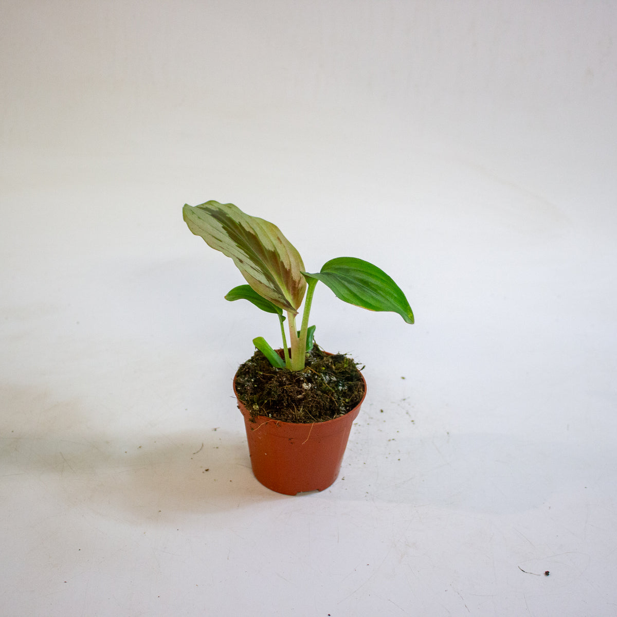 Cornukaempferia aurantiiflora Jungle Silver 8cm H15cm