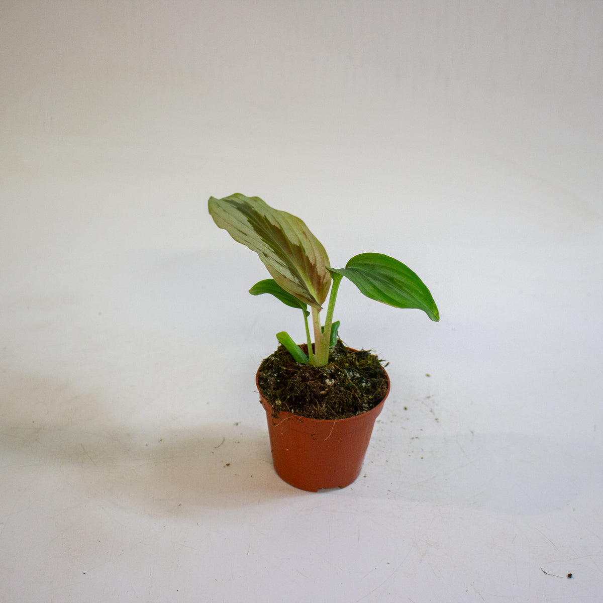 Cornukaempferia aurantiiflora Jungle Silver 8cm H15cm