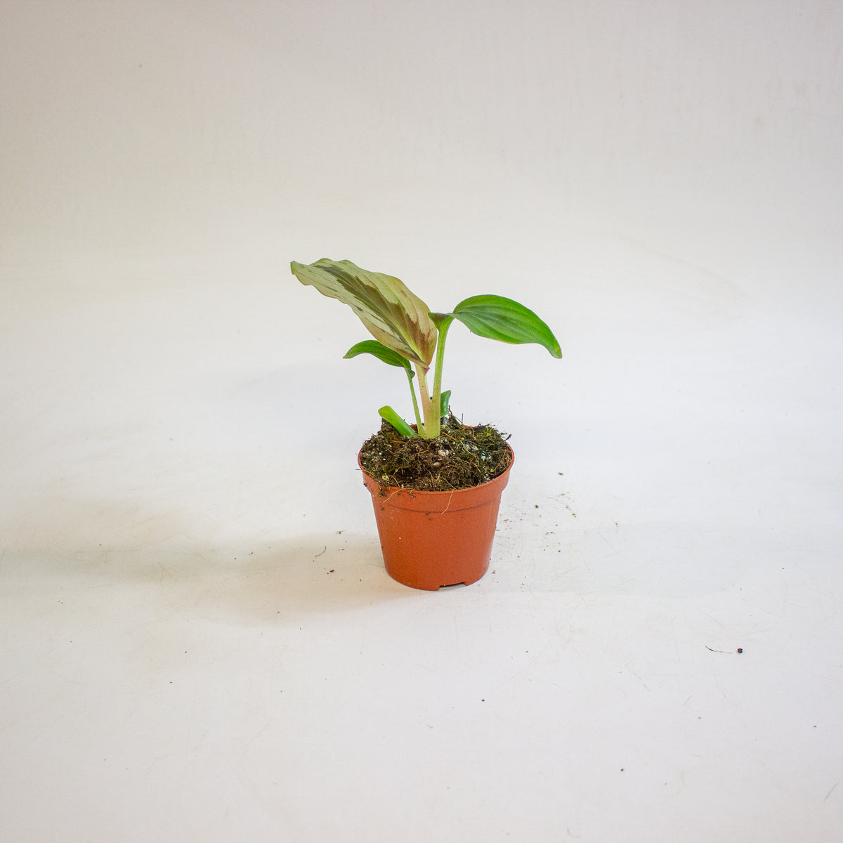 Cornukaempferia aurantiiflora Jungle Silver 8cm H15cm