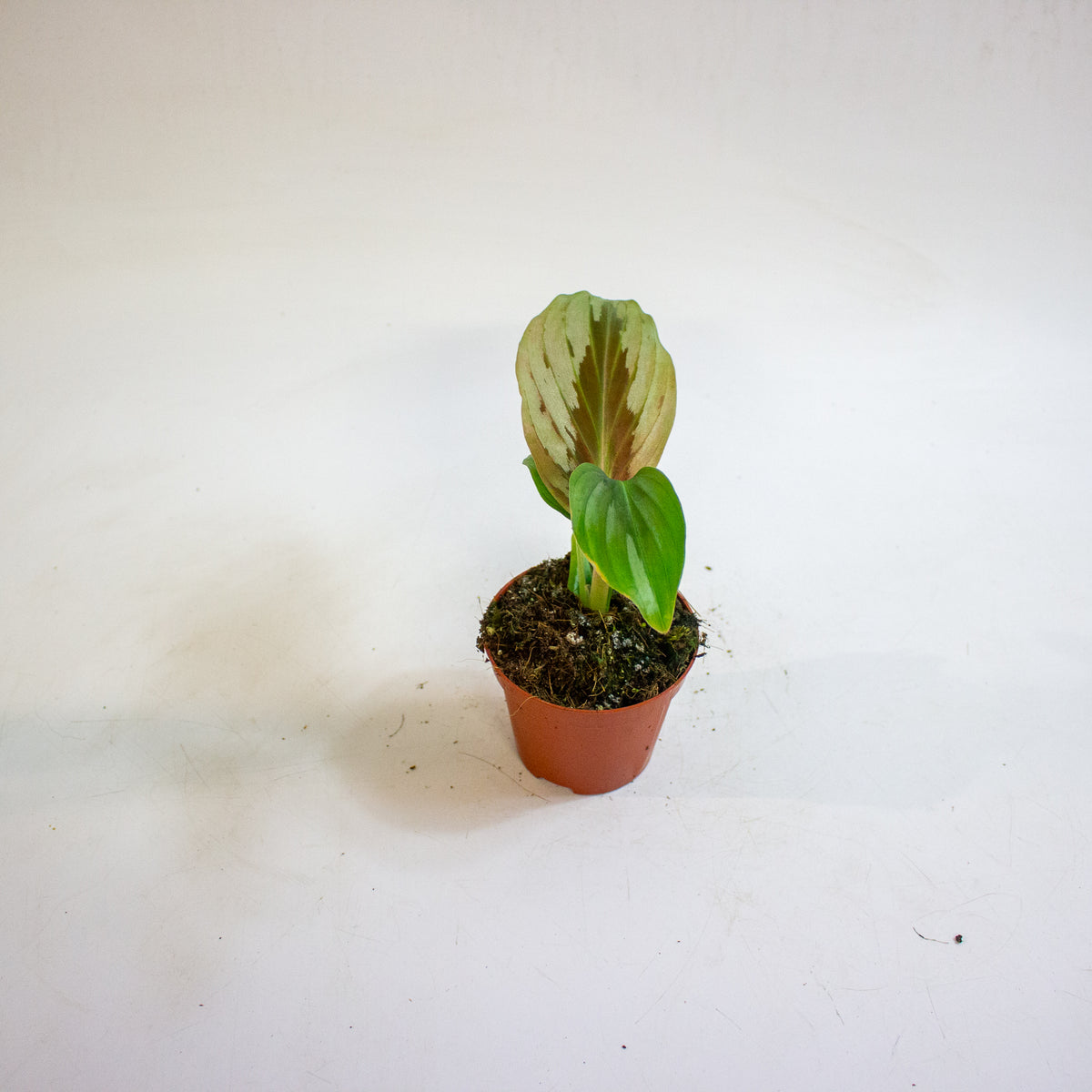 Cornukaempferia aurantiiflora Jungle Silver 8cm H15cm