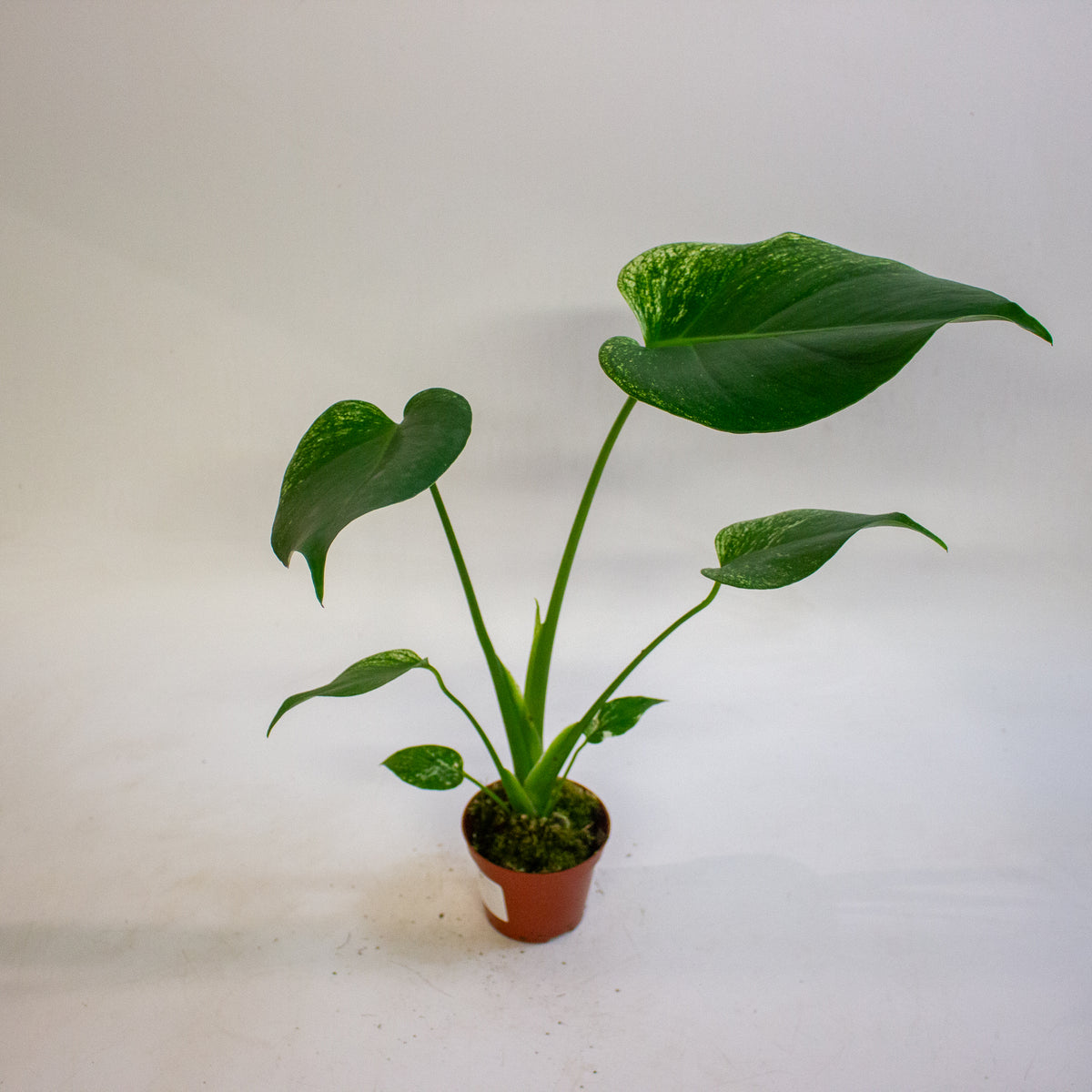 Monstera deliciosa Devil Monster 8cm H10cm