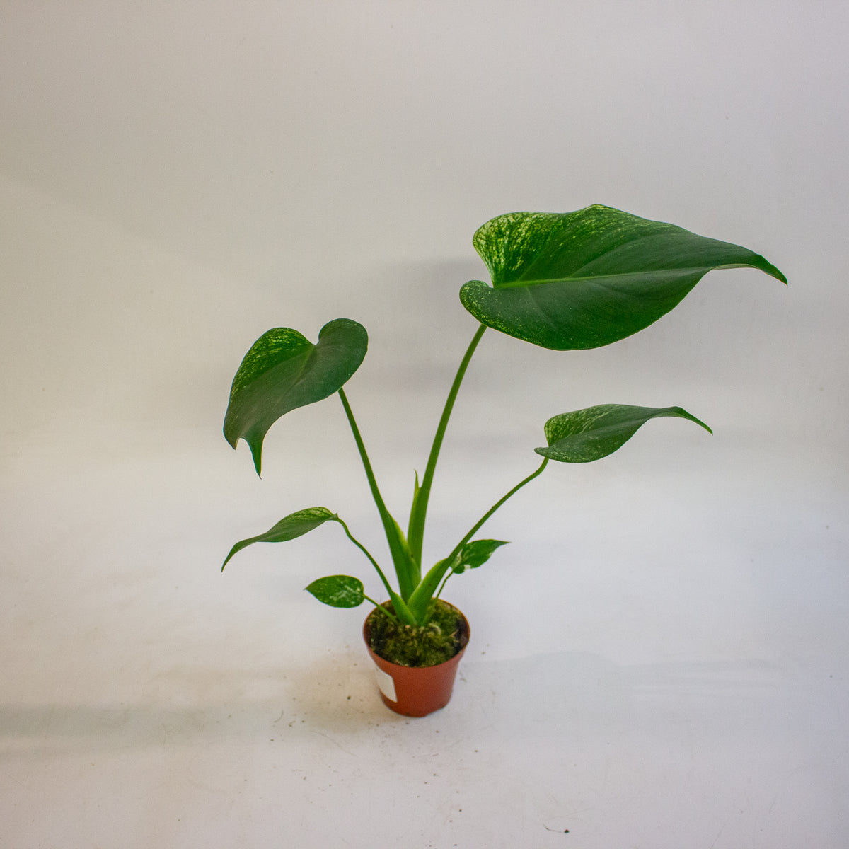 Monstera deliciosa Devil Monster 8cm H10cm