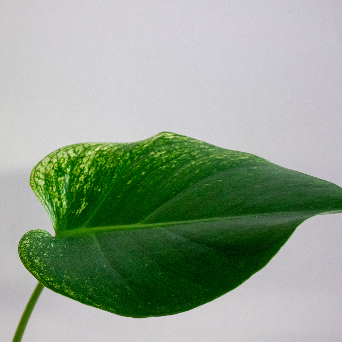 Monstera deliciosa Devil Monster 8cm H10cm