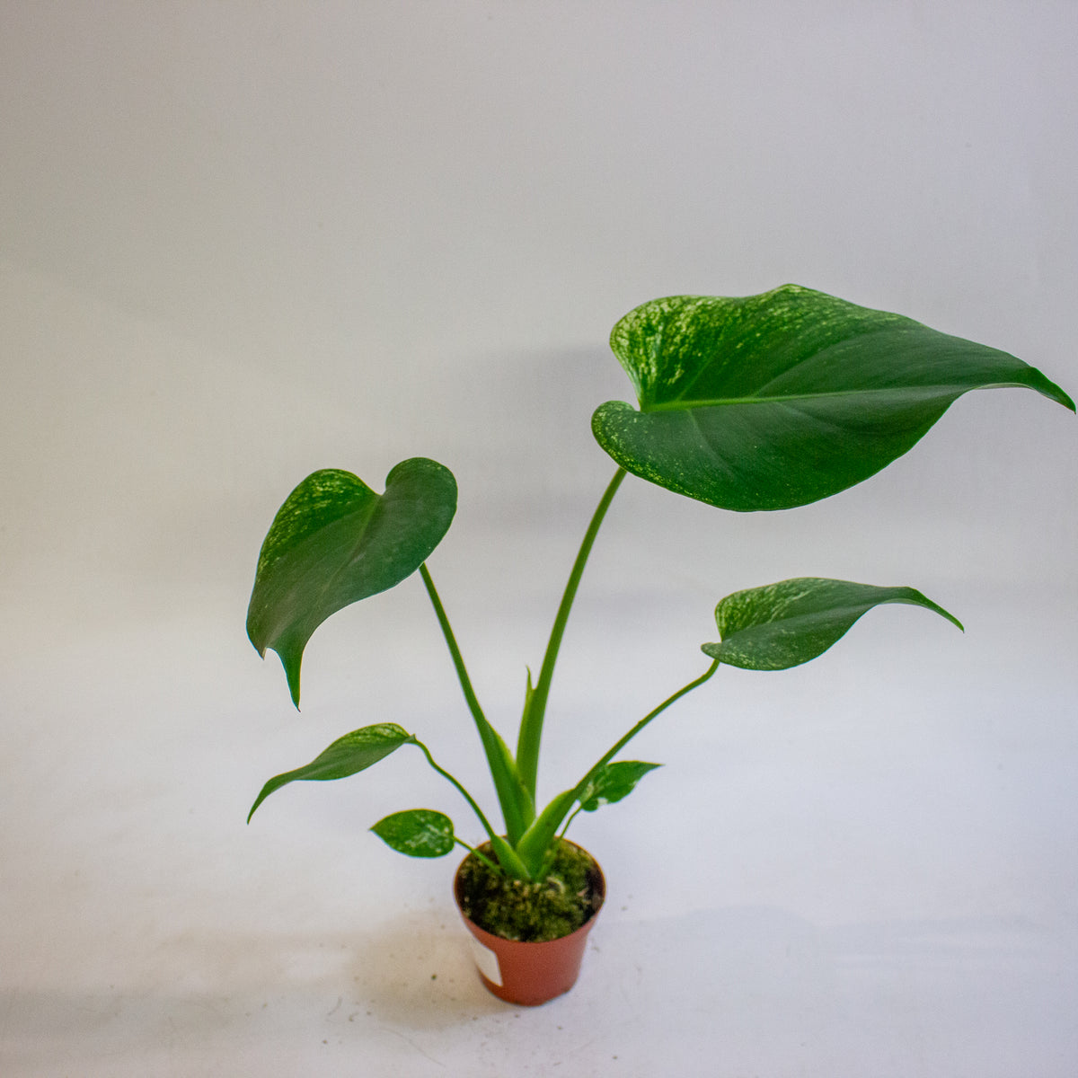 Monstera deliciosa Devil Monster 8cm H10cm