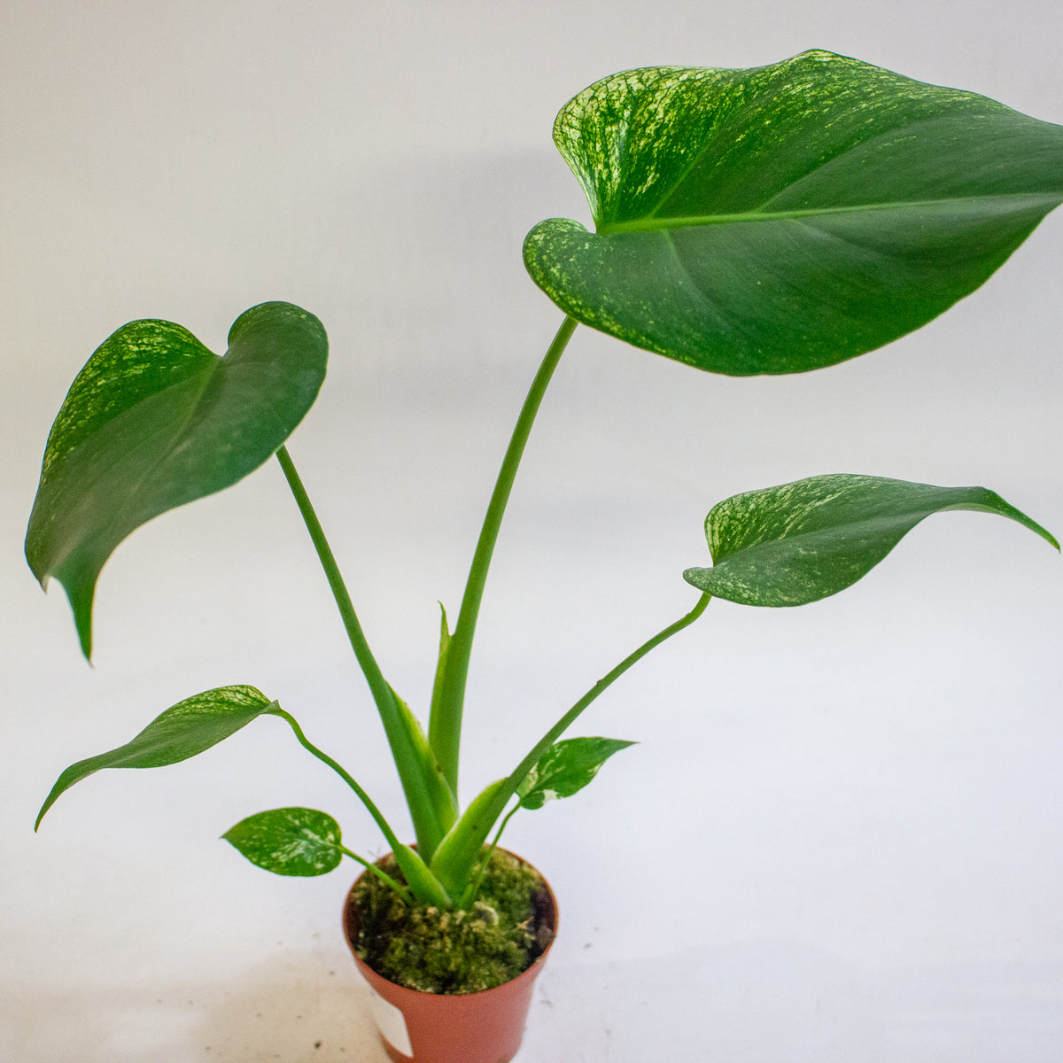 Monstera deliciosa Devil Monster 8cm H10cm