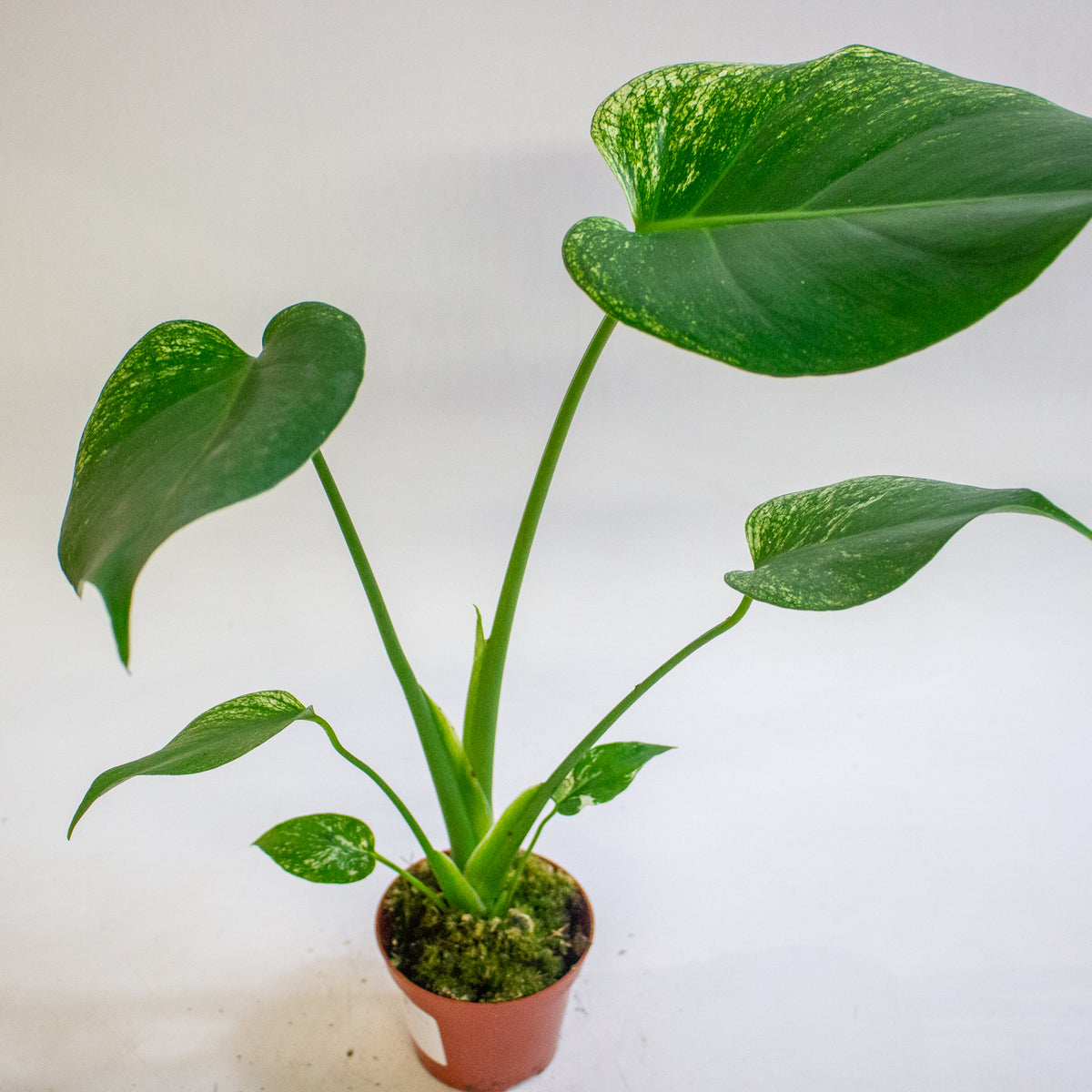 Monstera deliciosa Devil Monster 8cm H10cm