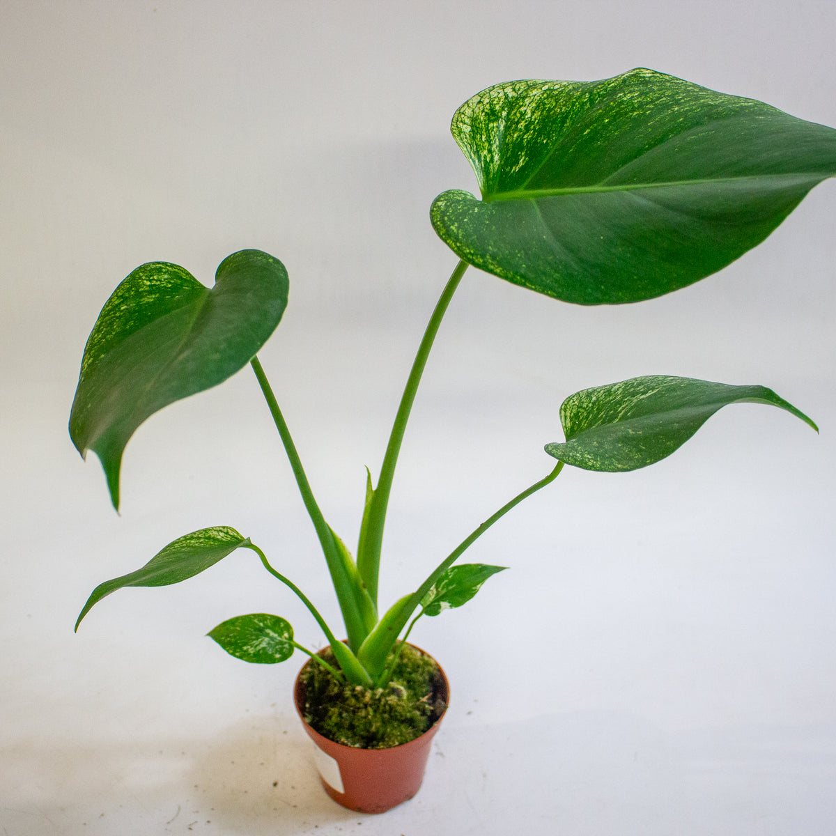 Monstera deliciosa Devil Monster 8cm H10cm